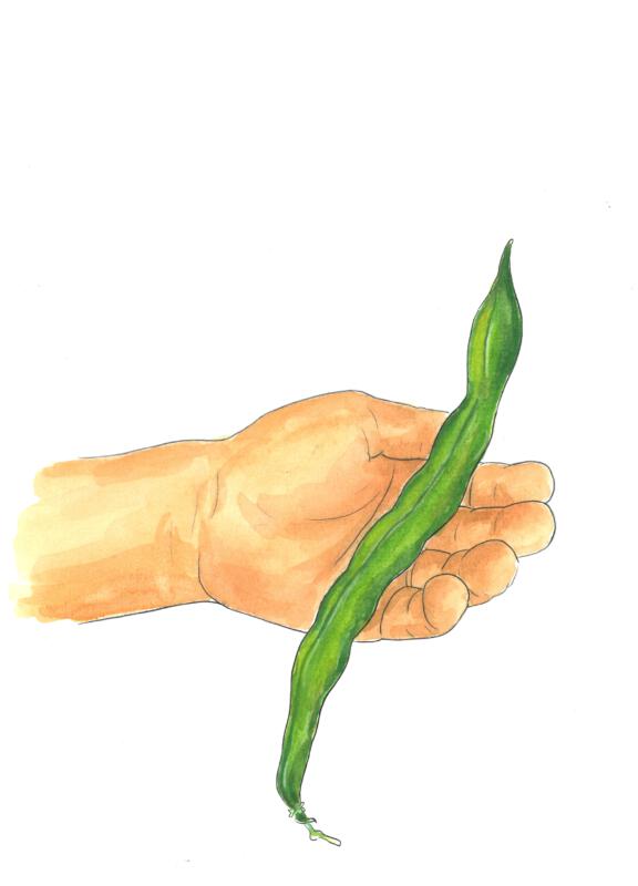 Hand holding bean