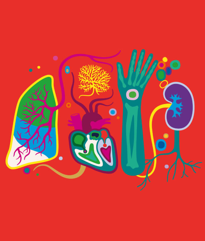 Anatomiska organ i ett kollage