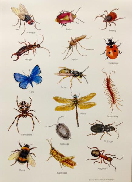 Plansch, insekter, djur