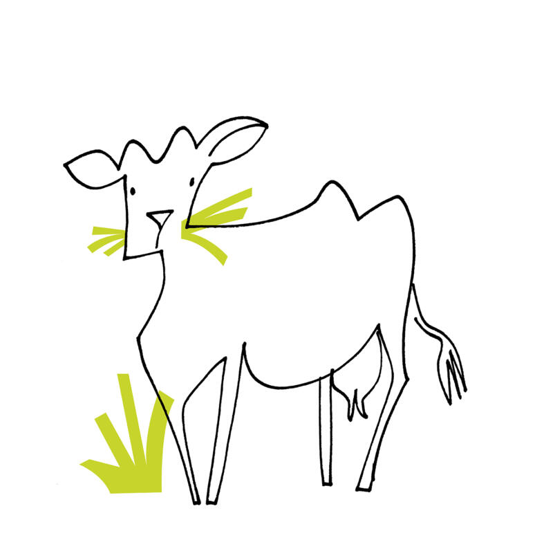 Linedrawing goat.