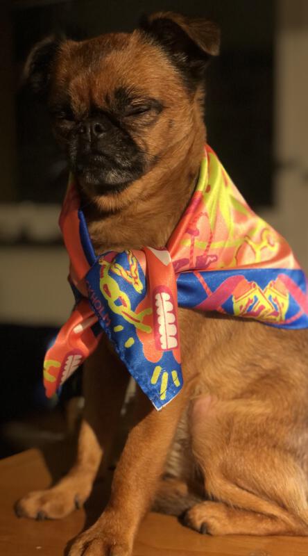 hund med färgglad scarf med hästar