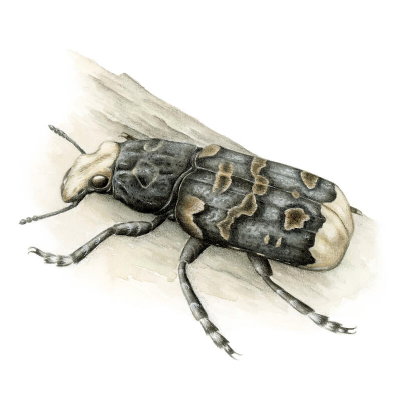 Detaljrik artillustration av skalbagge. Målad i akvarell samt detaljer med färgpennor. Illustrationen användes för naturinformation till broschyrer, skyltar eller annat informationsmaterial för natur, naturvård, naturreservat eller skyddande av natur.