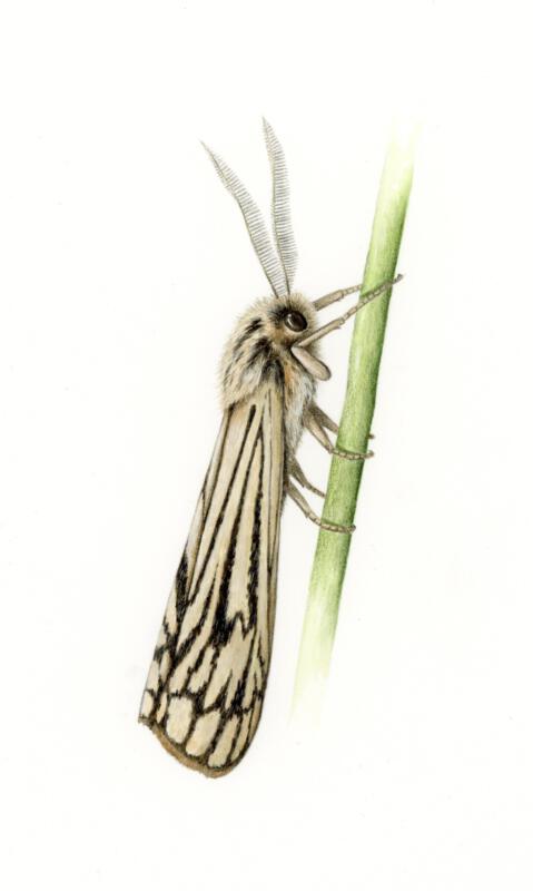 Detaljrik artbild av Streckhedsspinnare. Målad i akvarell samt detaljer med färgpennor. Illustrationen användes för naturinformation till broschyrer, skyltar eller annat informationsmaterial för natur, naturvård, naturreservat eller skyddande av natur.