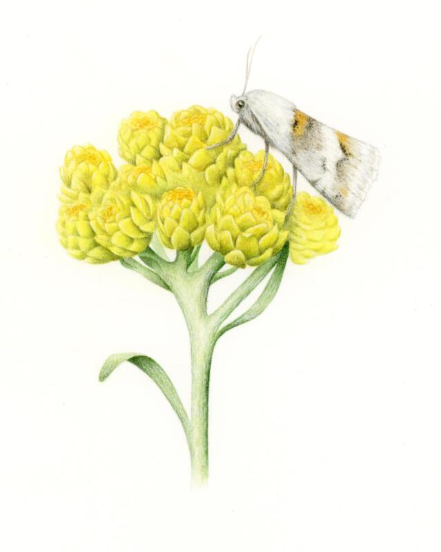 Detaljrik artillustration av insekt på blomma. Målad i akvarell samt detaljer med färgpennor. Illustrationen användes för naturinformation till broschyrer, skyltar eller annat informationsmaterial för natur, naturvård, naturreservat eller skyddande av natur.