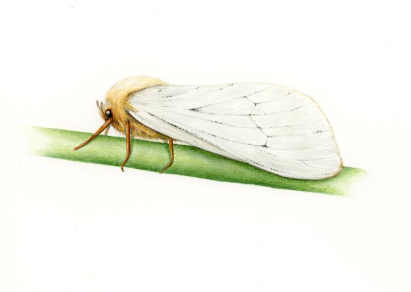 Detaljrik artillustration av insekt på strå. Målad i akvarell samt detaljer med färgpennor. Illustrationen användes för naturinformation till broschyrer, skyltar eller annat informationsmaterial för natur, naturvård, naturreservat eller skyddande av natur.