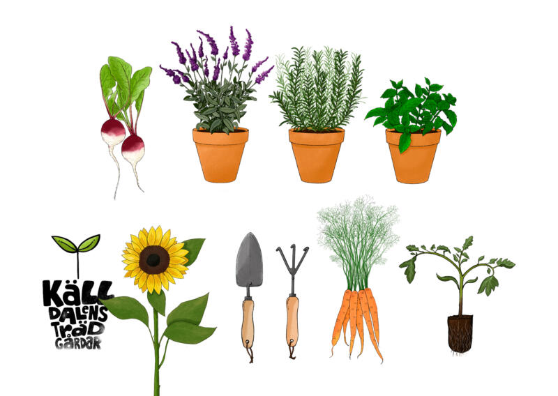 Färgillustrationer av rädisor, salvia, timjan, mynta, solros, trädgårdsredskap, morötter och tomatplanta.