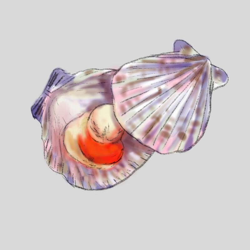 Illustration av en kammussla