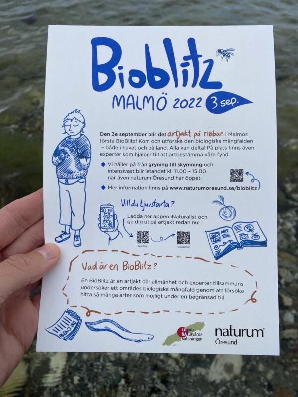 Flyer till Boiblitz