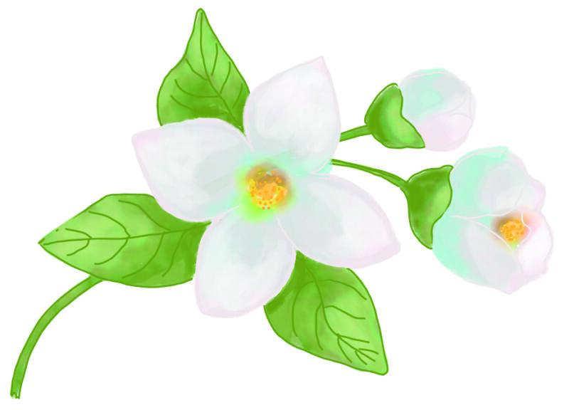 Jasmin blommor och blad