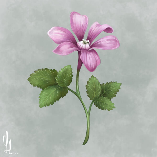Digital illustration av en åkerbärsblomma som är landskapsblomma för Norrbotten. Målad digitalt på ipad i procreate i akvarellstil.