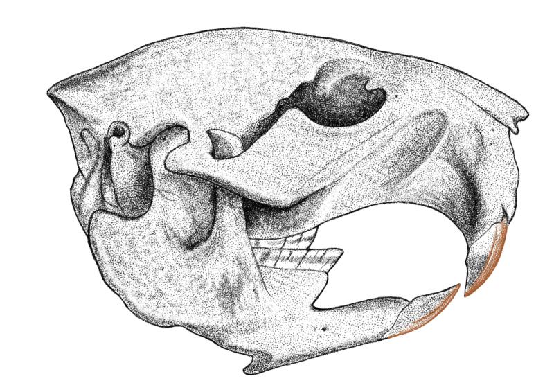 Beaver skull- Line drawing