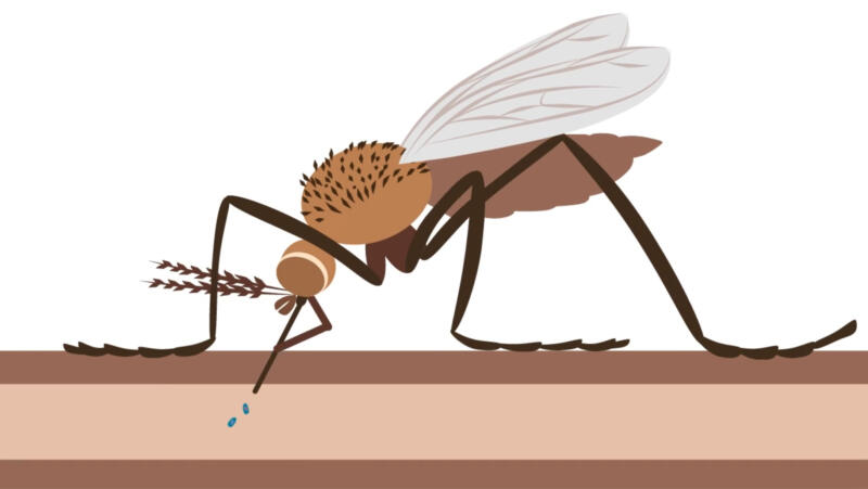 Malaria life cycle animated film