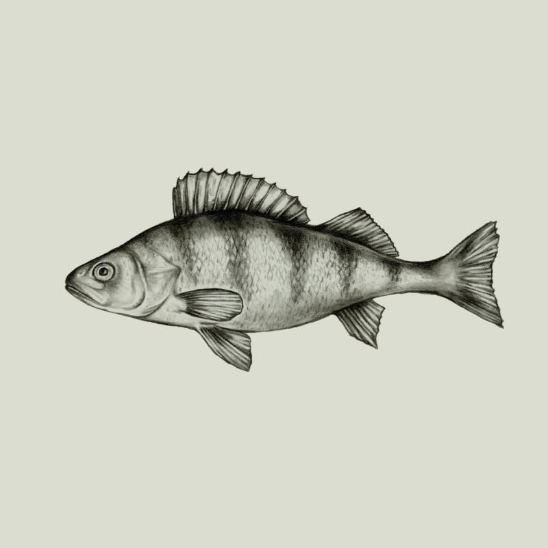 Abborre illustration blyerts