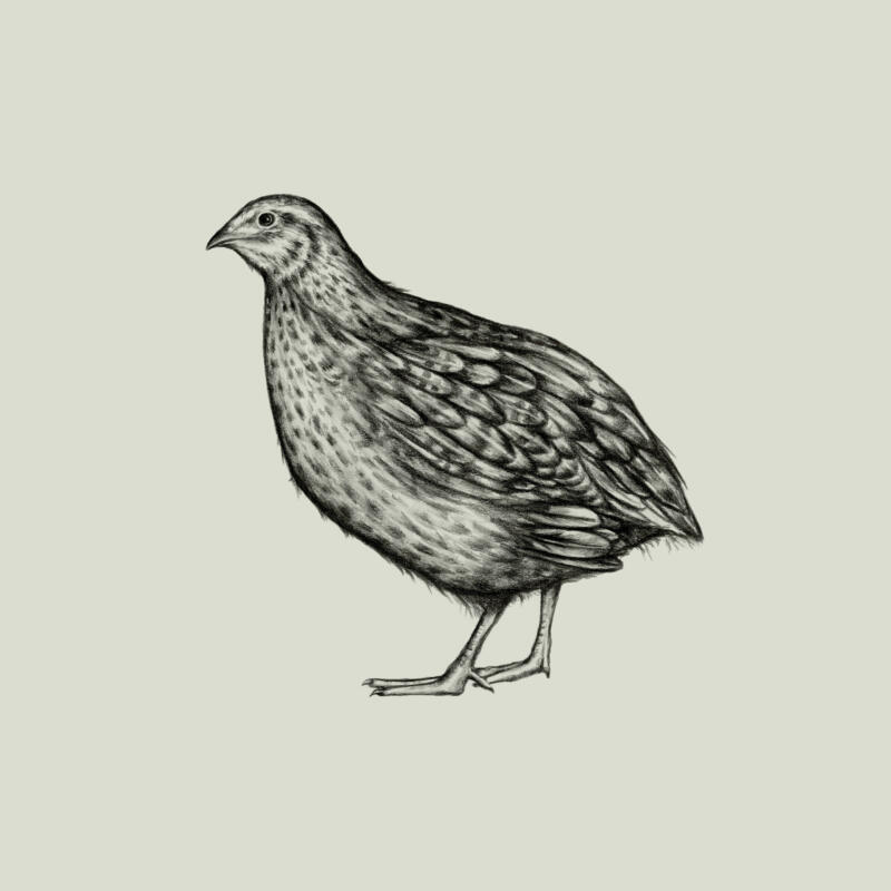 Bildtext
Vaktel illustration blyerts