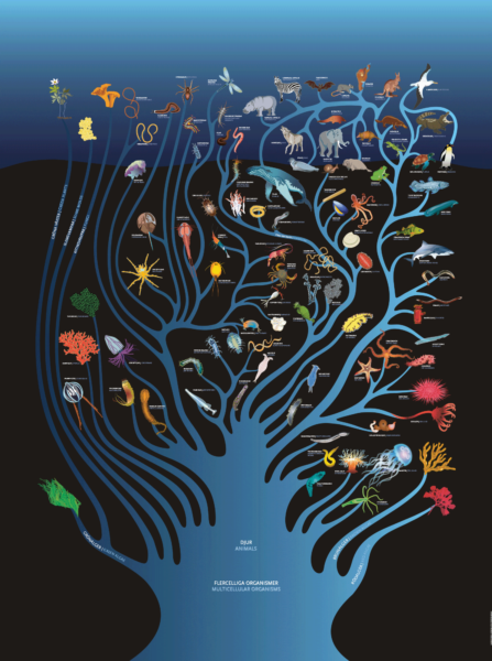 Livets träd, Naturens djur och växter, djur i havet, utställning, utställningsvägg, evolution, organismer, arter, livets mångfald, organisk form, trädstruktur, infograf, infografik, hav, däggdjur, havslevande djur