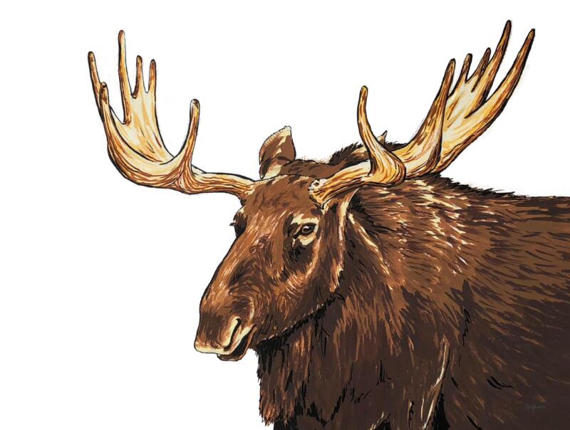 Målning i färg av en älg.