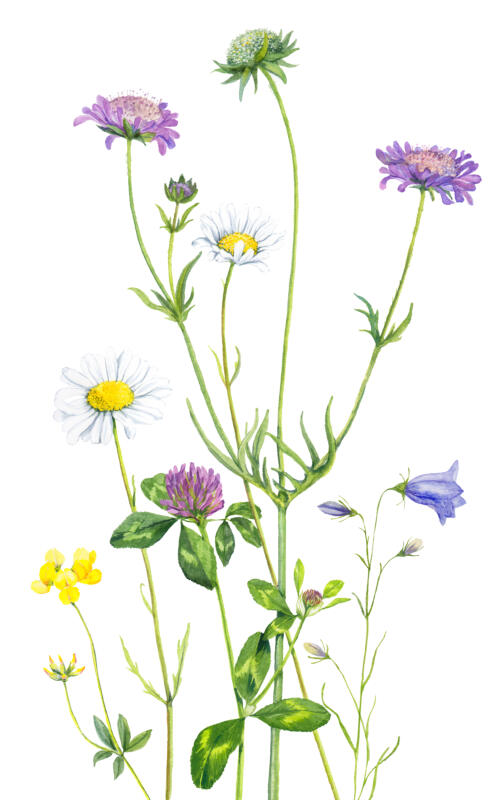 Illustrationen föreställer ängsblommorna käringtand, prästkrage, ängsvädd, rödklöver och blåklocka.