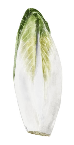 salladsblad, Endive. Handtecknad illustration i färg.