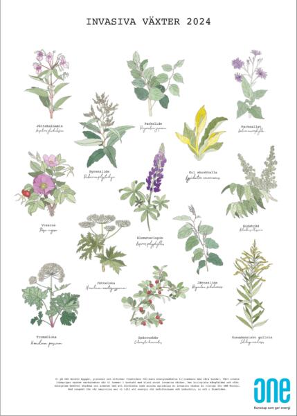 Affisch med botaniska illustrationer av invasiva växter.