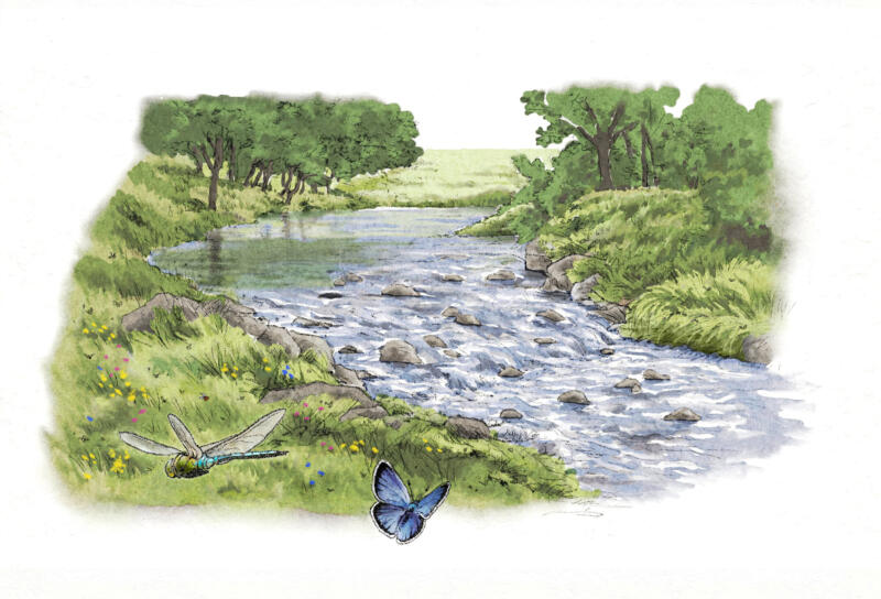 Illustration av vattendrag med grönska runtomkring till Naturum, Höga Kusten.