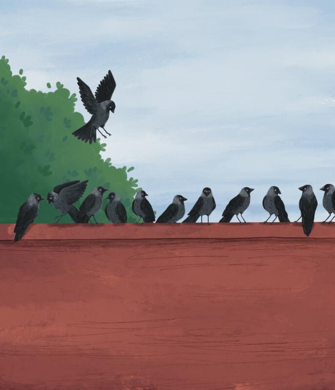 Illustration till boken Flyga med kajor. Ett flertal kajor sitter på ett rött tak.