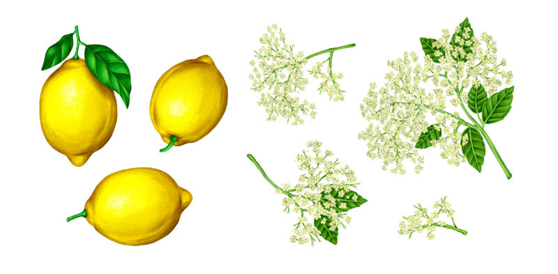 Realistiska illustrationer på citron och fläder