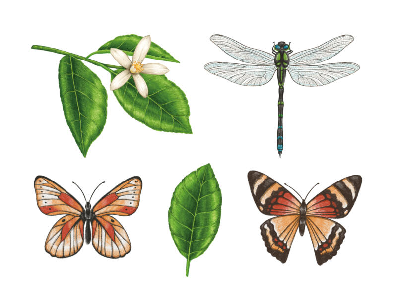 Realistiska och färgglada illustrationer. Blad, trollslända, fjäril.