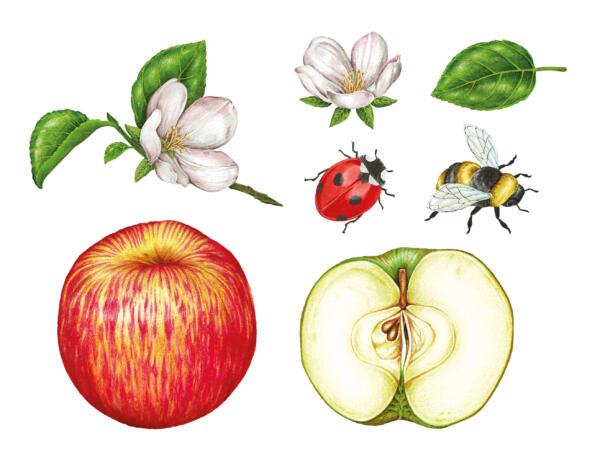 Realistiska och färgglada illustrationer. Äpple, Humla, Nyckelpiga, Blommor, Blad.