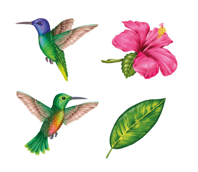 Realistiska och färgglada illustrationer. Kolibri, Blad, Blomma.