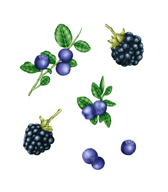 Realistiska illustrationer på blåbär och björnbär.
