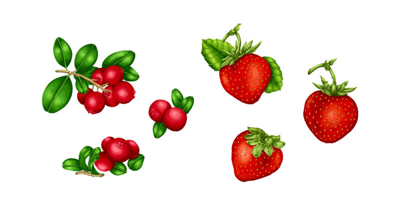 Realistiska illustrationer på jordgubbar och tranbär