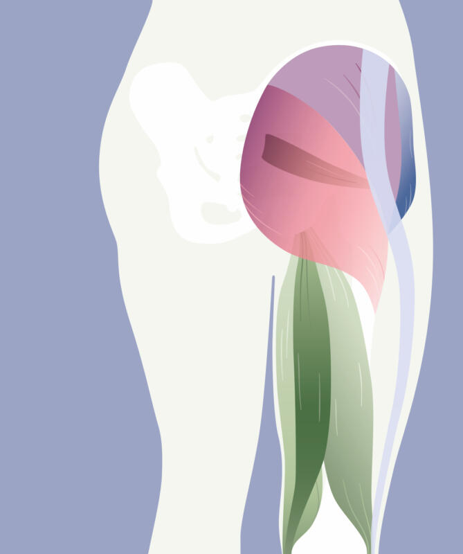 Anatomiska illustrationer för att visa sätesmuskler och musklerna på baksida och sida lår
