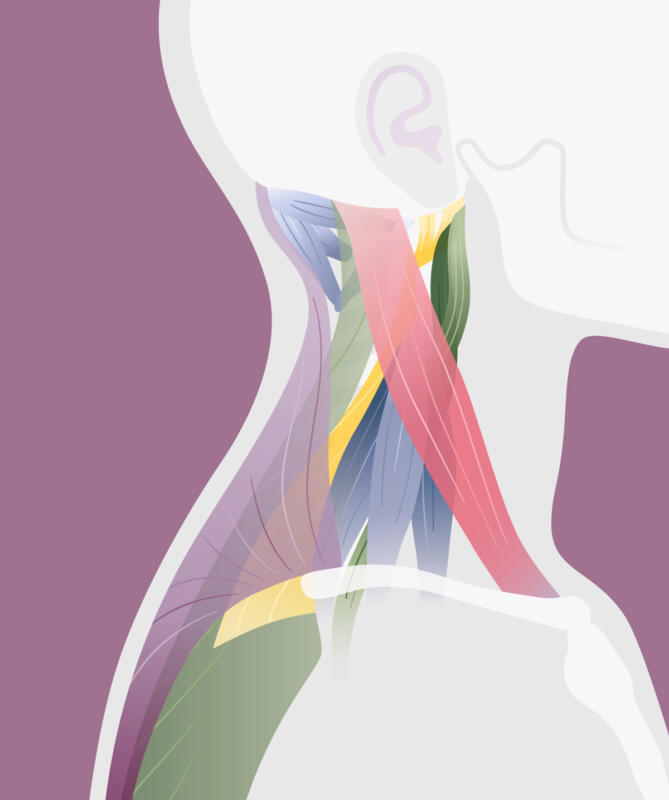 Anatomiska illustrationer för att  förstå muskler kring nacke och hals