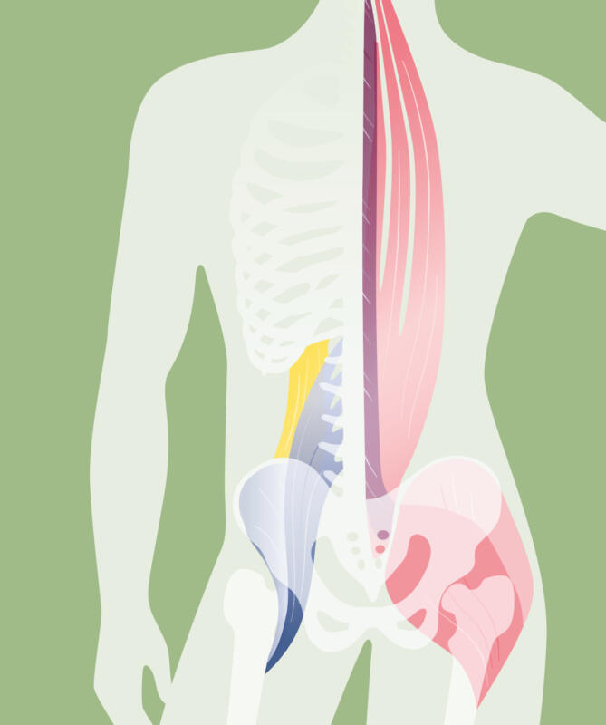 Anatomiska illustrationer som visar muskler kring rygg och bäcken
