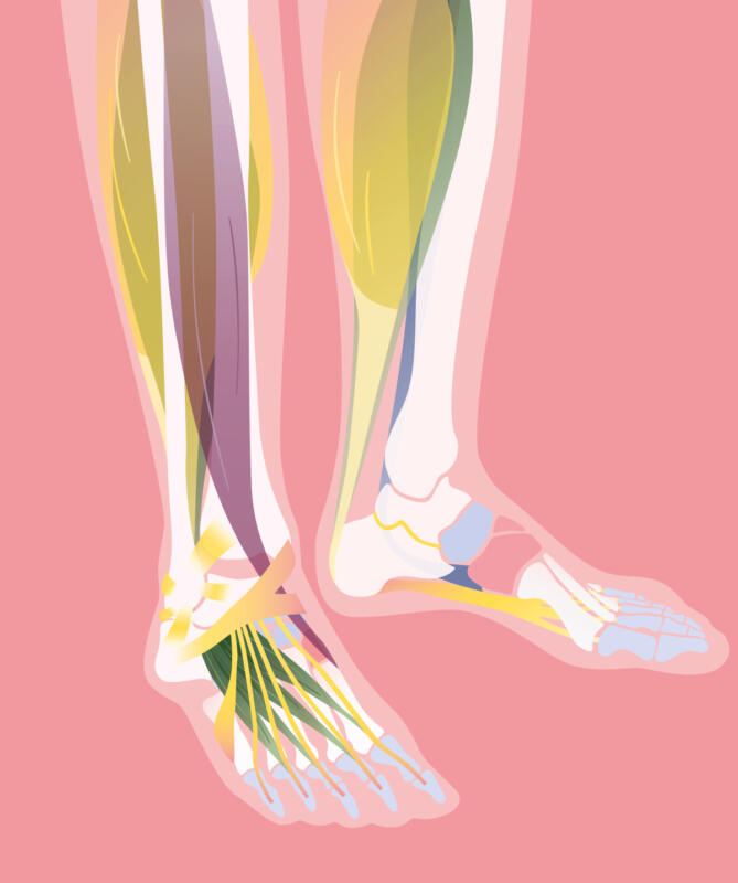 Anatomiska illustrationer för att visa muskler och senor kring fot och smalben