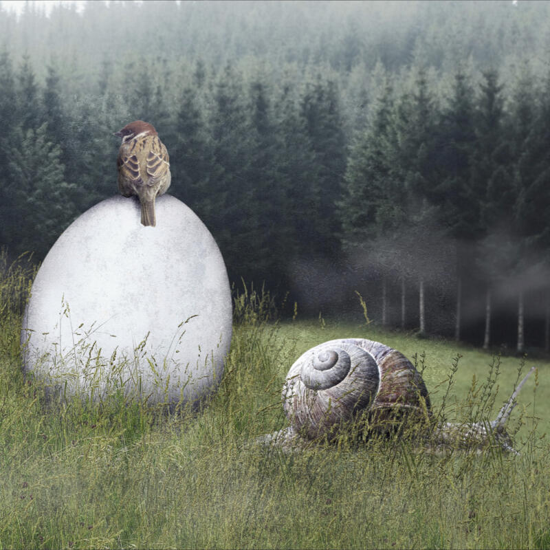Ett fotocollage med en pilfink sittandes på ett stort ägg på en äng, omgiven av en mörk skog. Framför ägget kryper en snigel förbi.