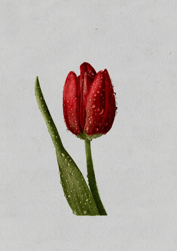 Digital illustration, tulpan med vattendroppar, tulip with water droplets