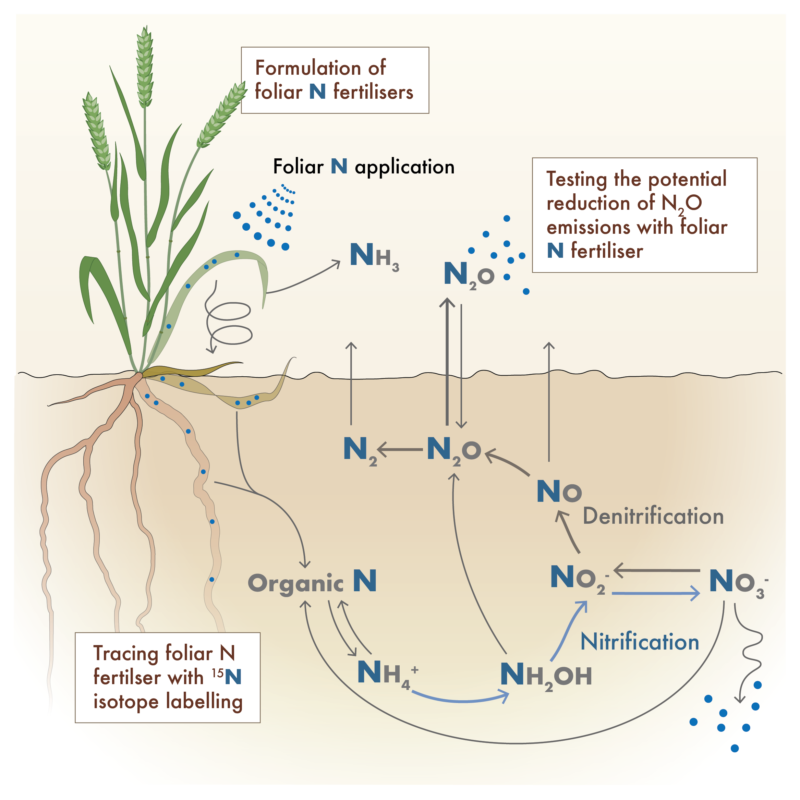 Illustration on nitrogen cycling in soil