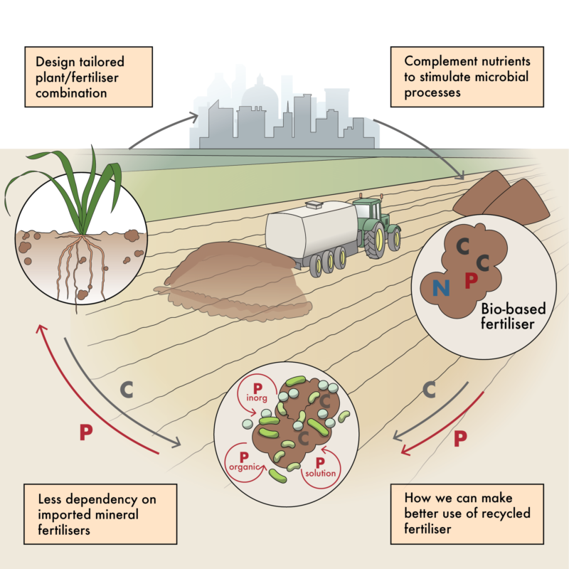Illustration on nutrient cycling in agricultural soils