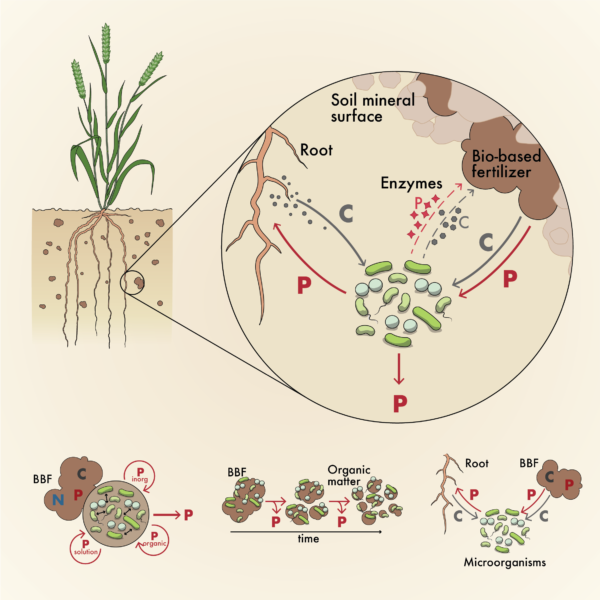 Illustration on bacteria and nutrients in soil