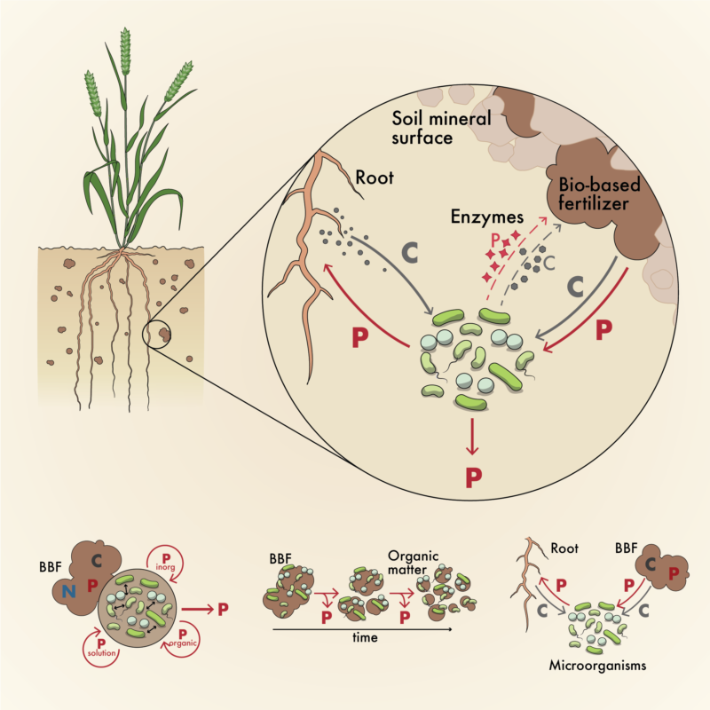 Illustration on bacteria and nutrients in soil