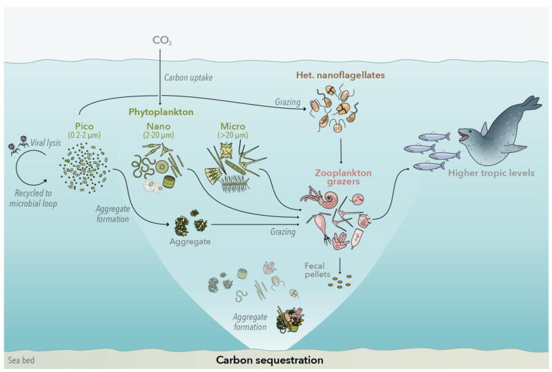 Interaction of phytoplankton, zooplankton, seal, fish 
