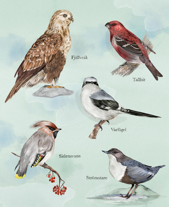Birds