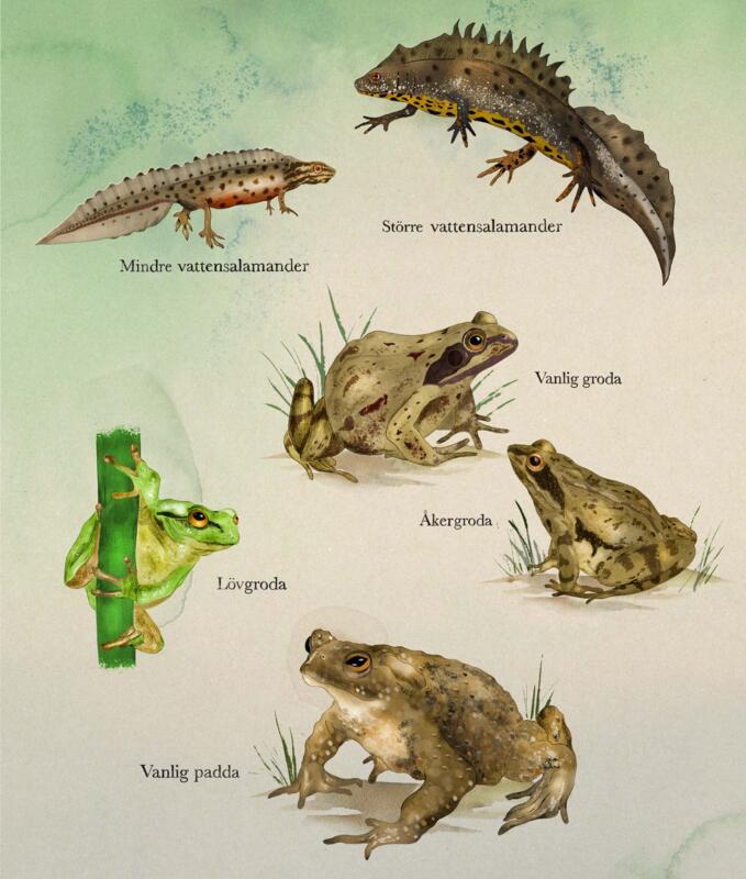 Frogs