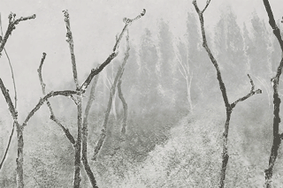 animation grafiktryck skog