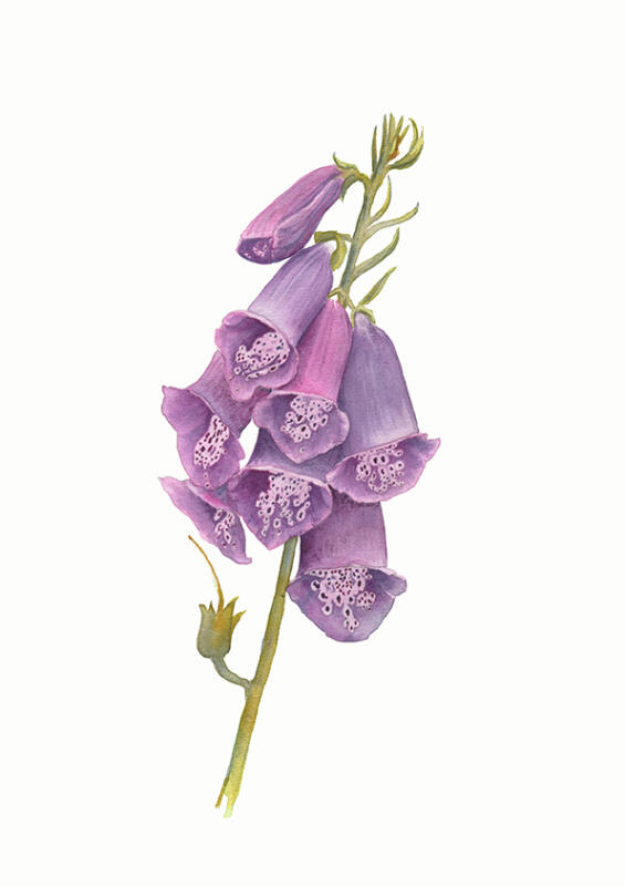 Realistisk akvarellmålning av Fingerborgsblomma