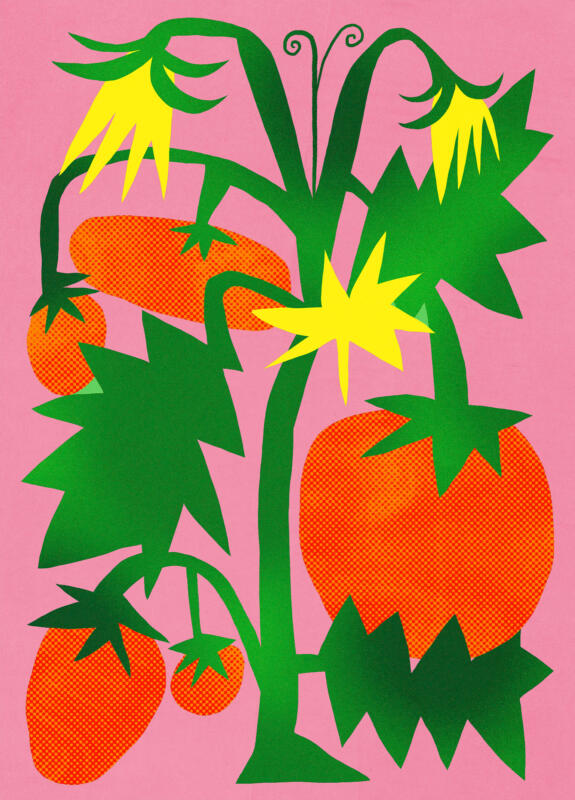 Tomato plant