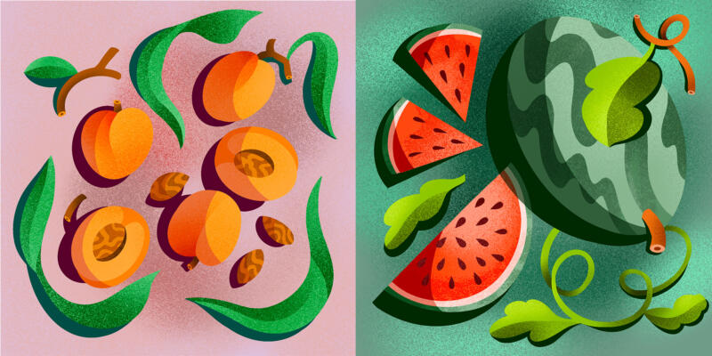 Vektor illustration av aprikoser, vattenmelon och blad
