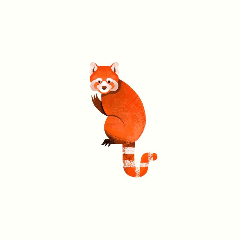 Illustration av en rödpanda