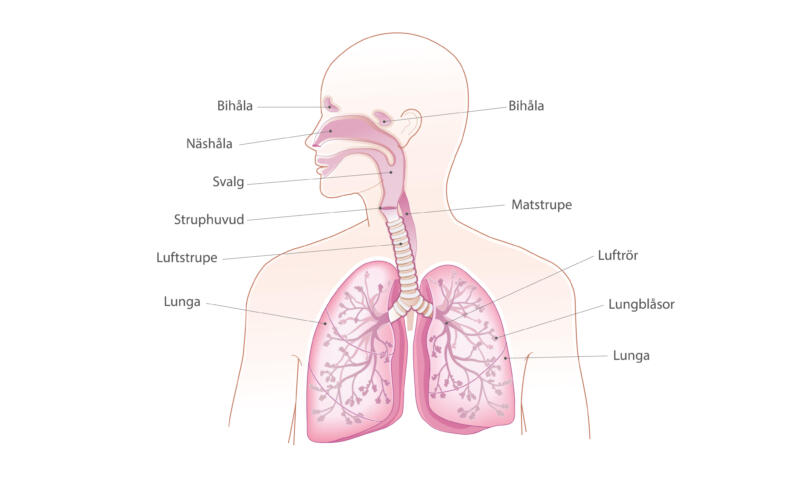 Medicinsk bild som visar lungor och luftrör
